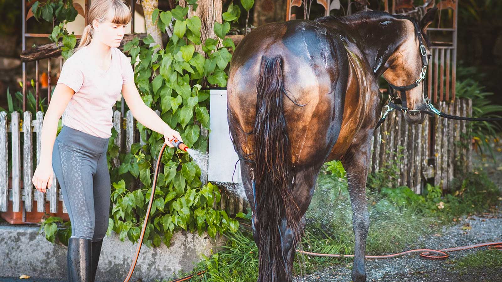 Girl Bathing a Horse with Horse Shampoo