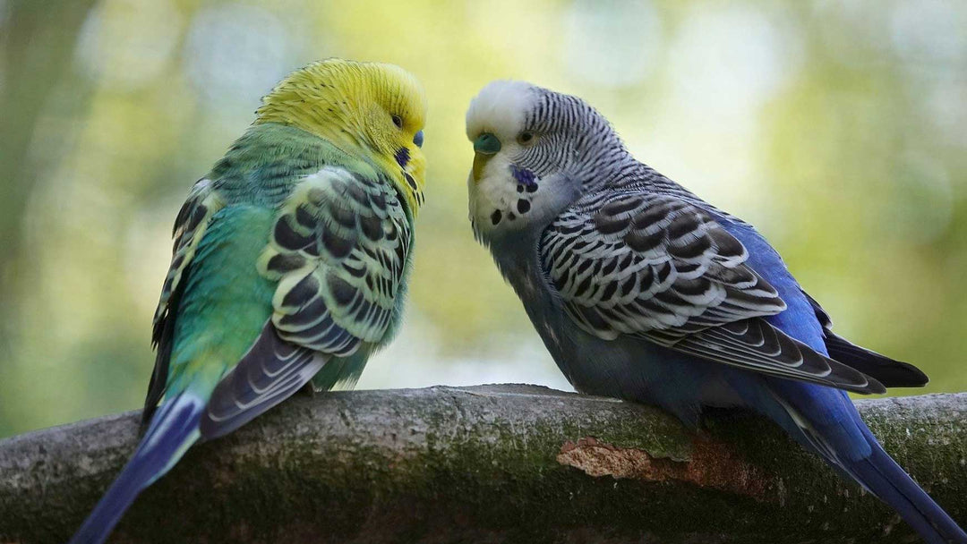 Pet Budgies