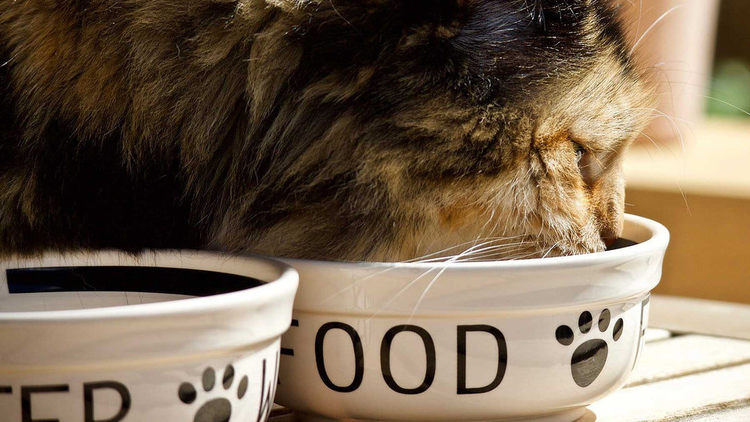 Cat Food Bowls, Water Dishes & Feeding Accessories