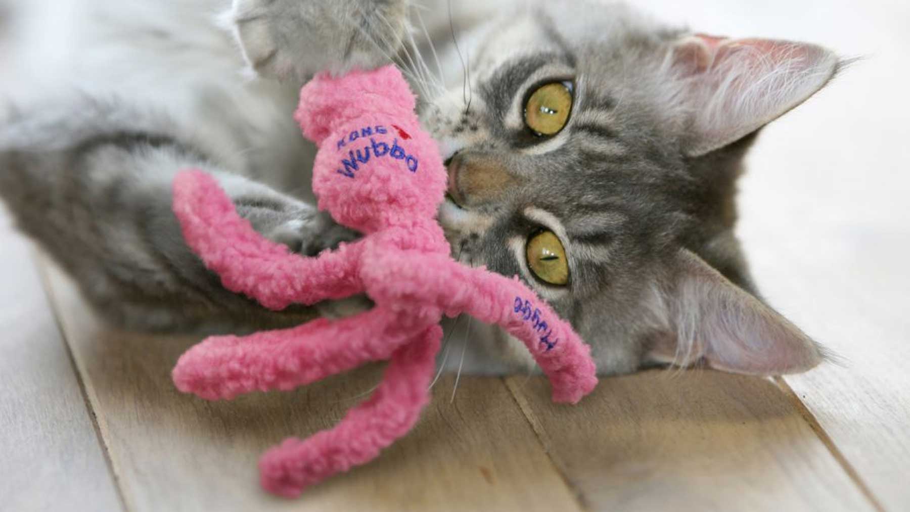 Cat Toys, Wands & Catnip Toys