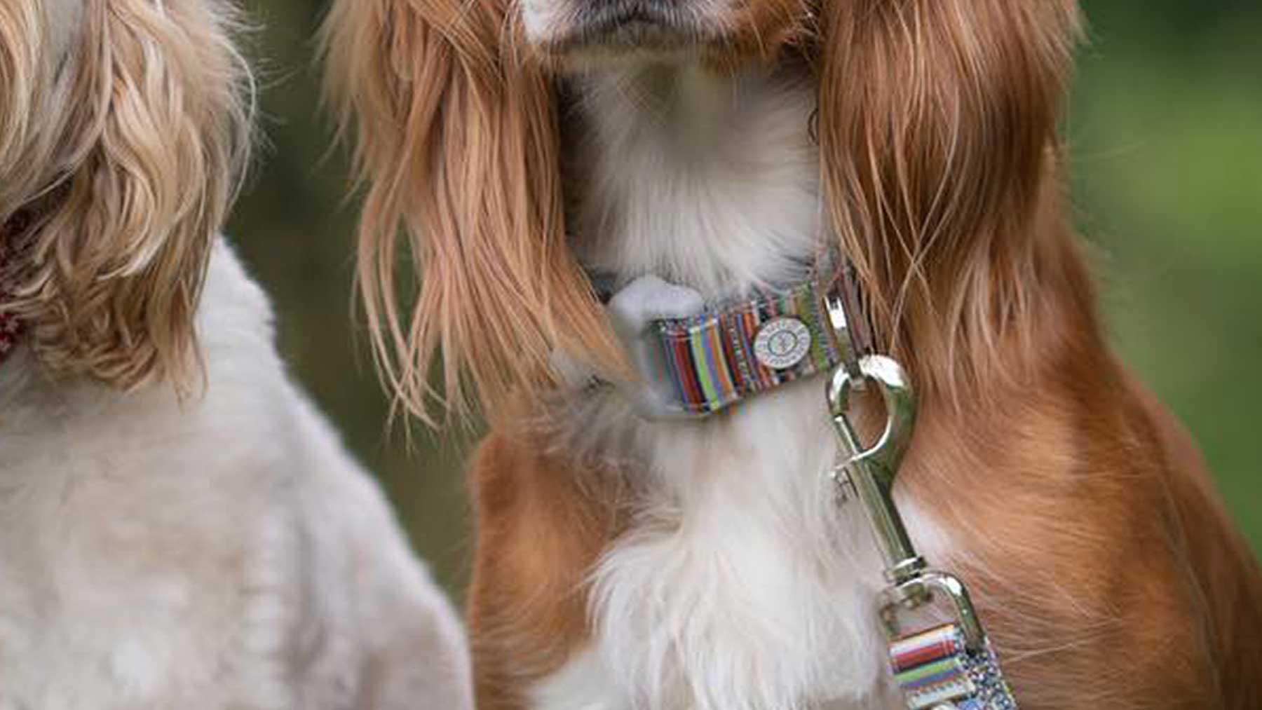 Hugo & Hudson Dog Collars, Coats & Accessories