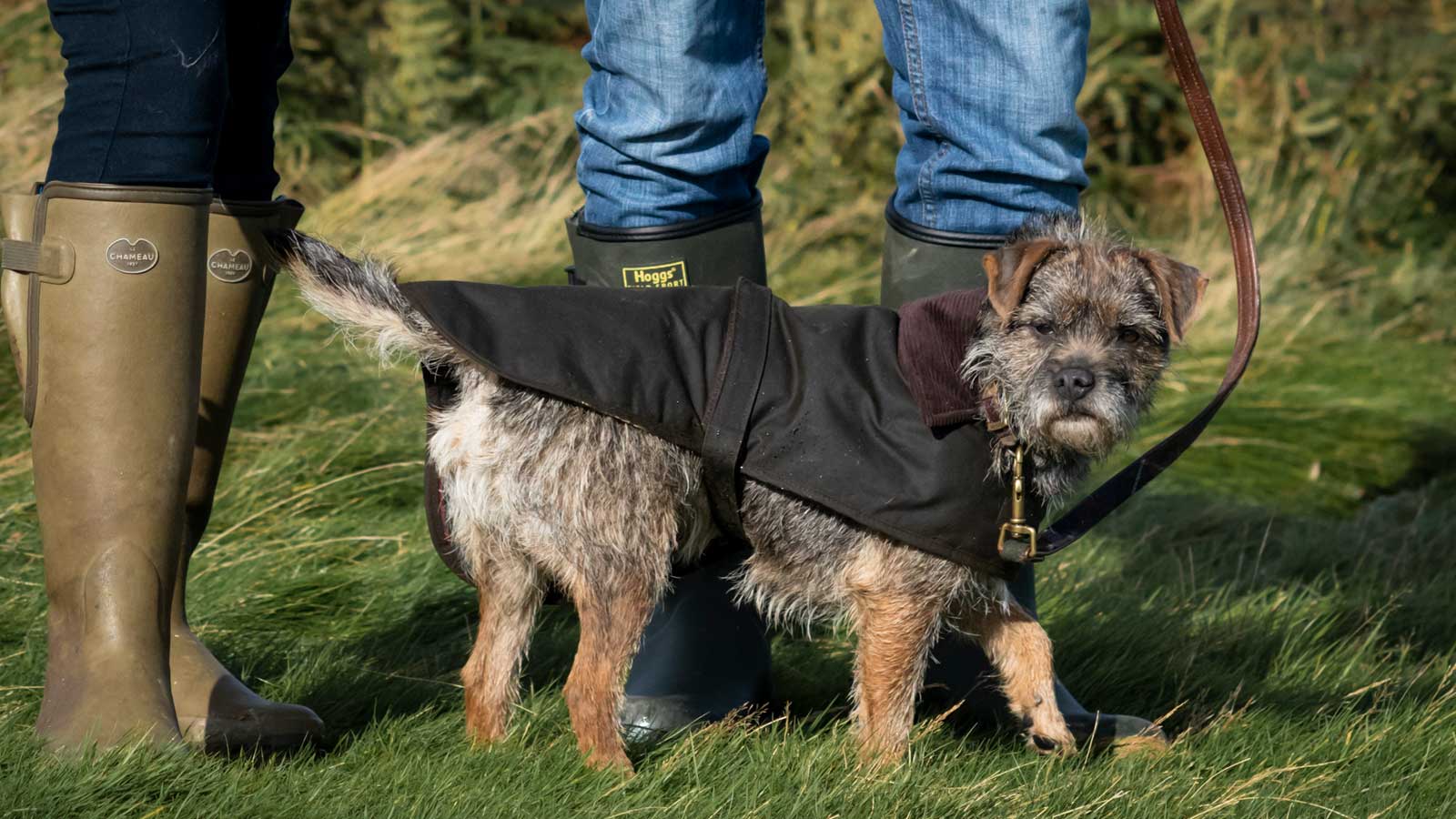 Terrier wearing a Barbour Dog Coat