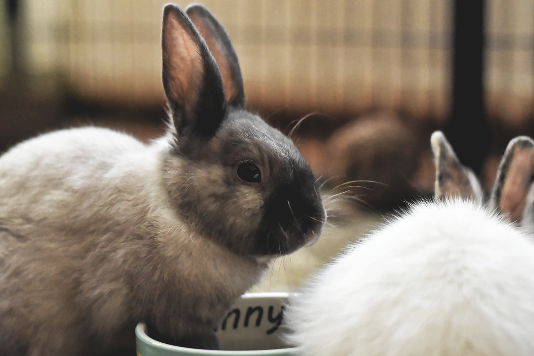 Rabbit Food & Feeding Hay