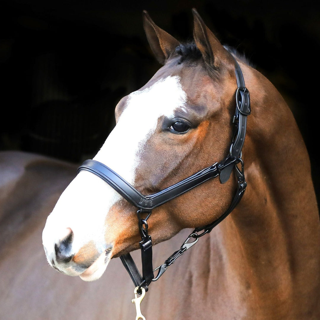 Liveryman Clipping Headcollar
