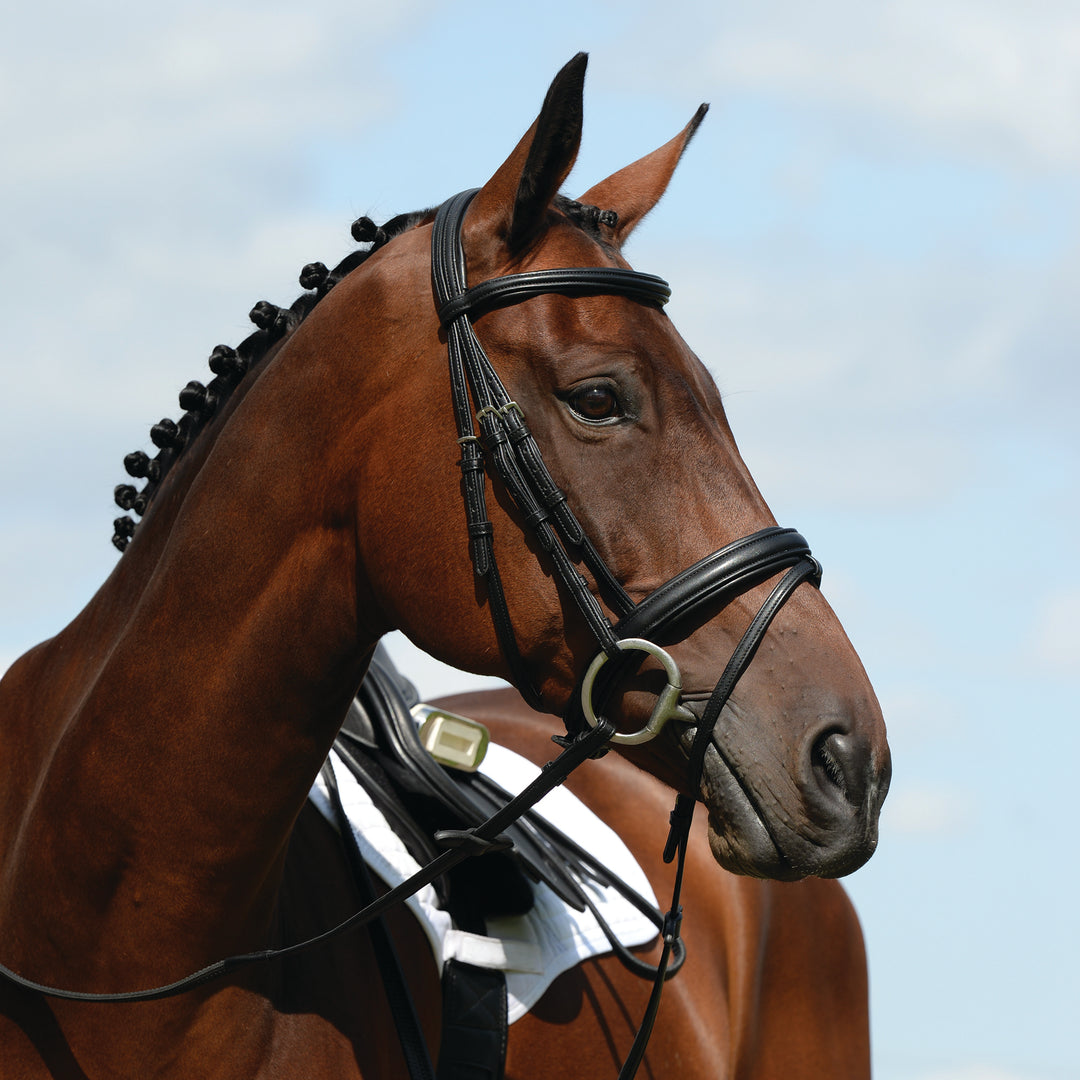 Collegiate Syntovia+ Padded Raised Flash Bridle#Black