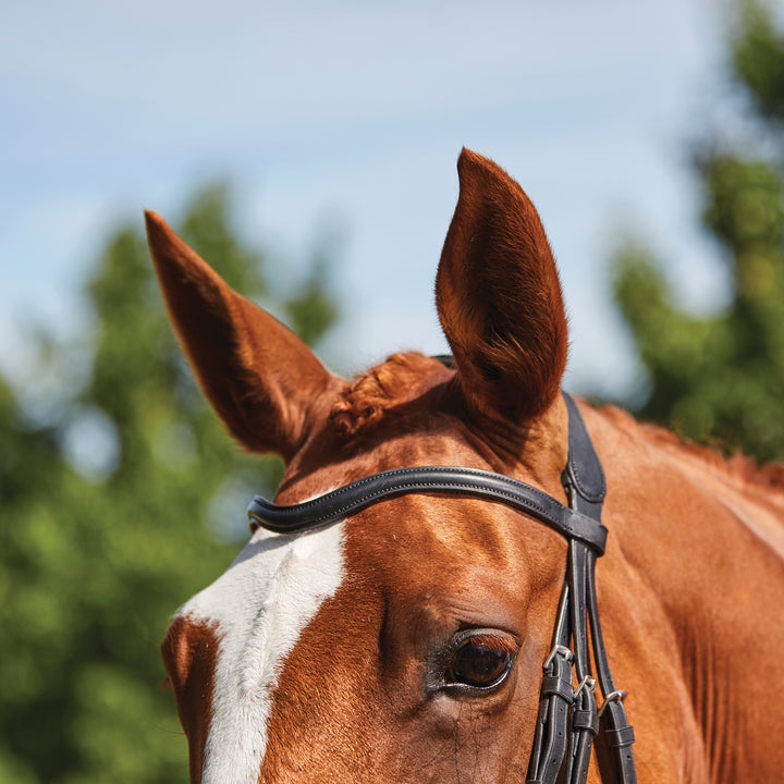 Collegiate Comfitec Grackle Bridle#Black