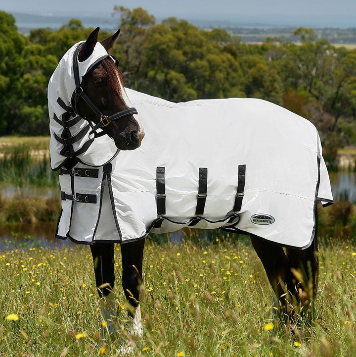 Horse wearing a white fly sheet with black straps in a grassy field.