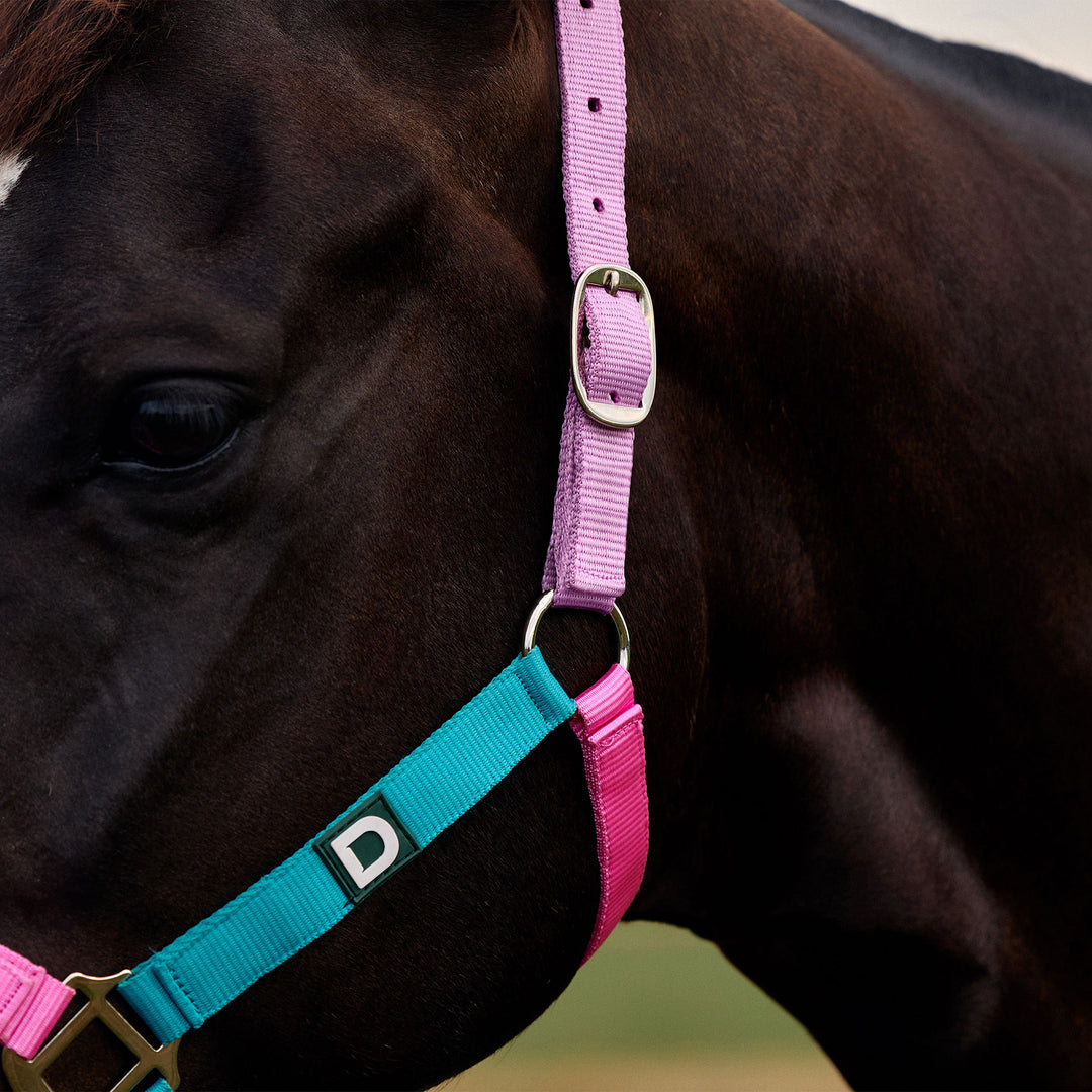 Dublin Everyday Headcollar