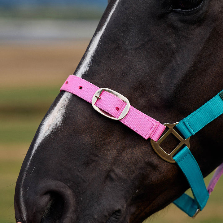 Dublin Everyday Headcollar