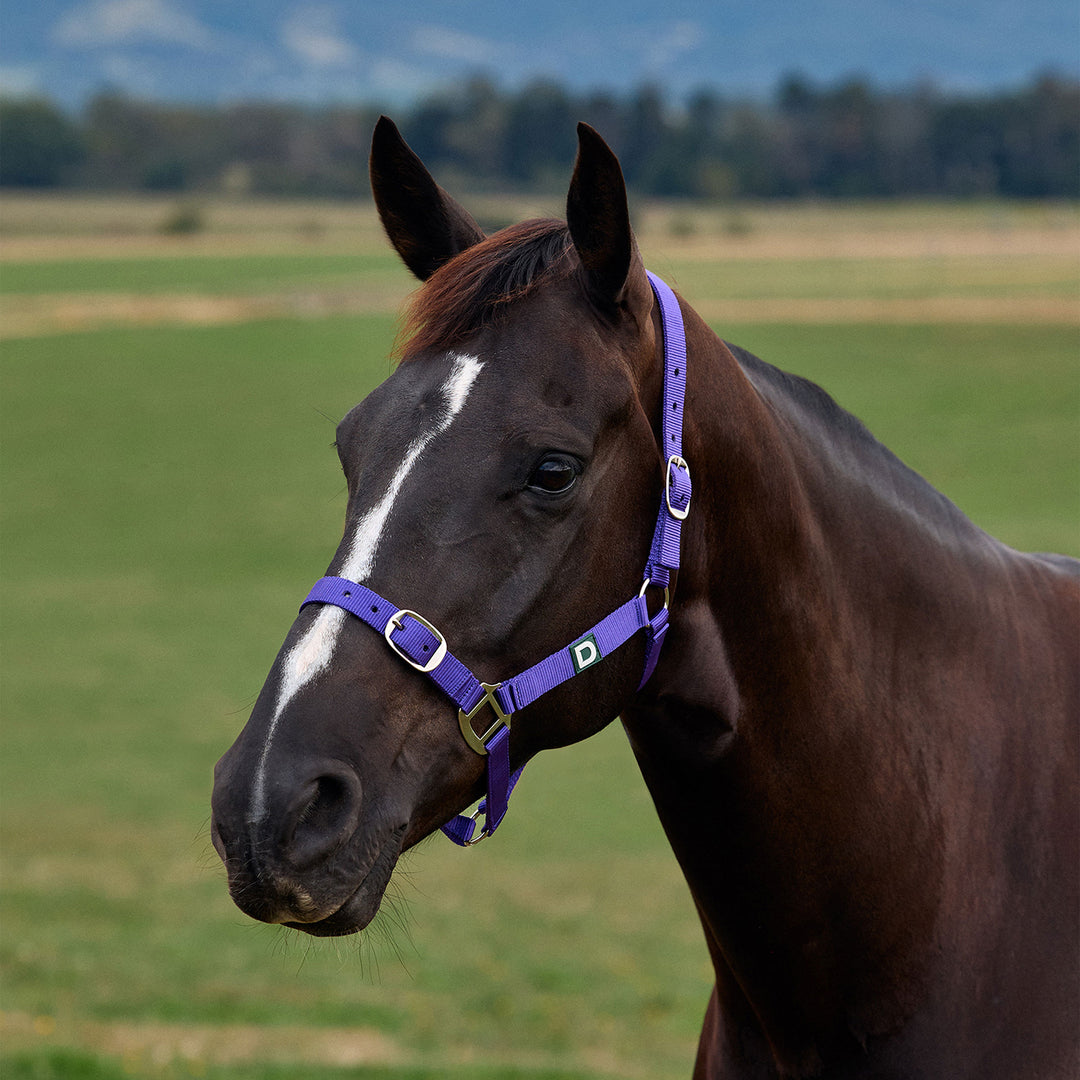 Dublin Everyday Headcollar