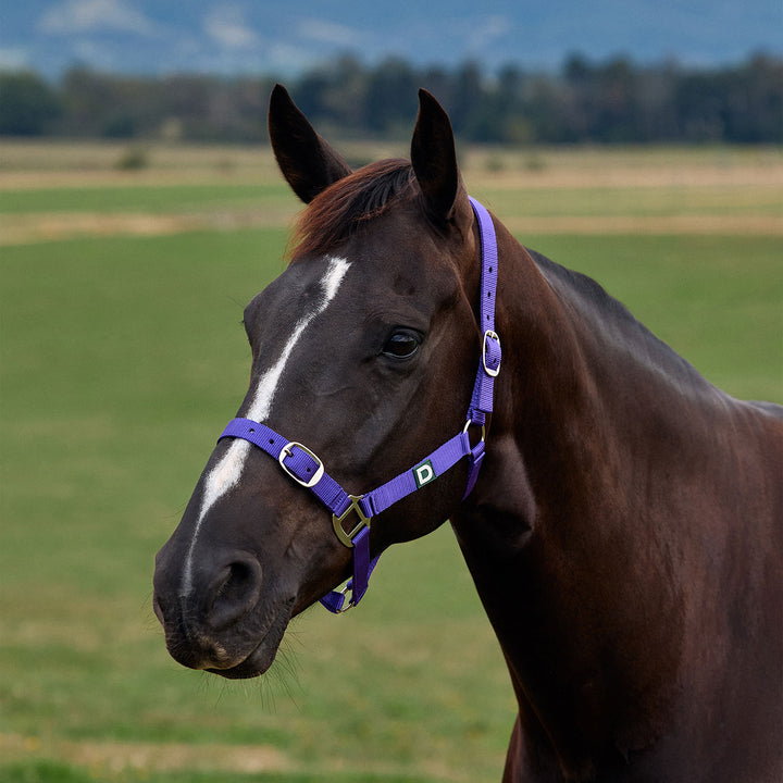 Dublin Everyday Headcollar