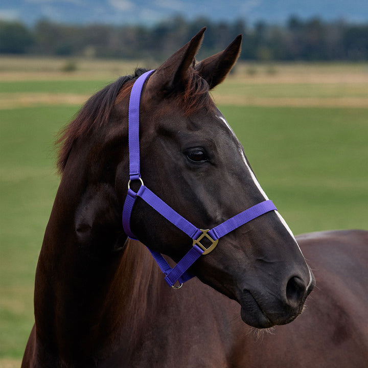 Dublin Everyday Headcollar