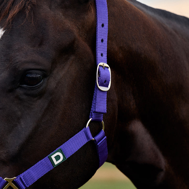 Dublin Everyday Headcollar