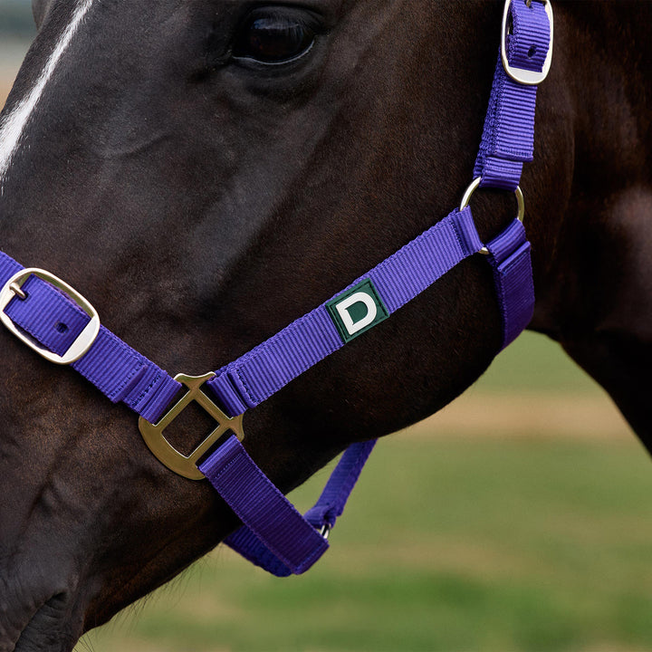 Dublin Everyday Headcollar