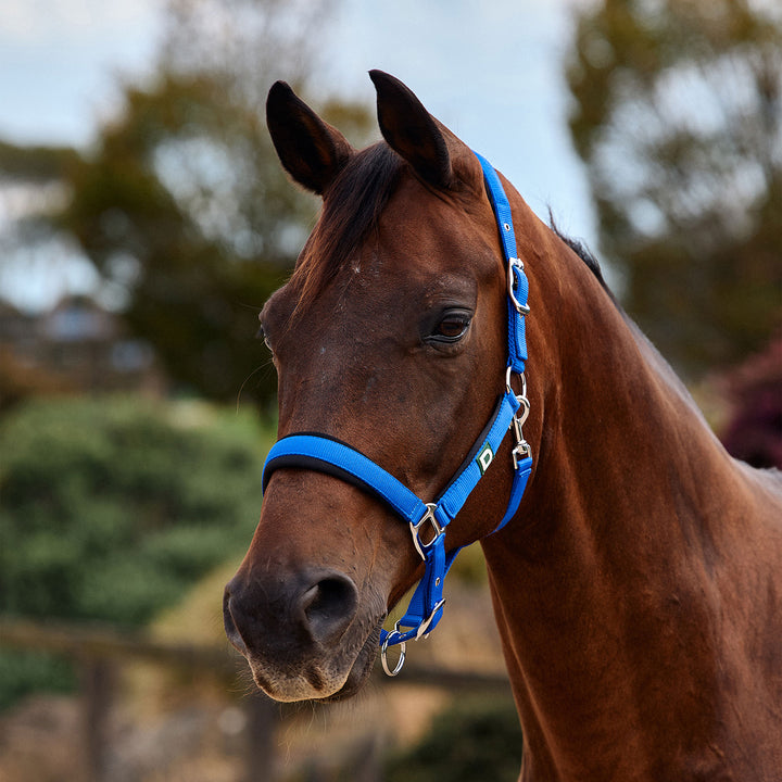 Dublin Neo Comfort Headcollar