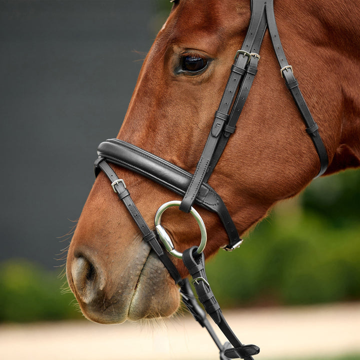 Dublin Padded Flash Bridle
