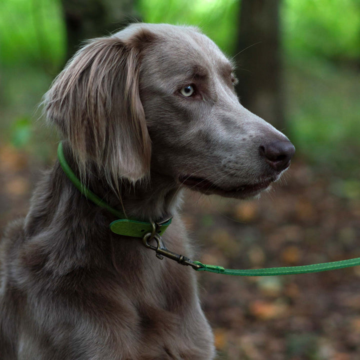 Ancol Timberwolf Leather Dog Lead