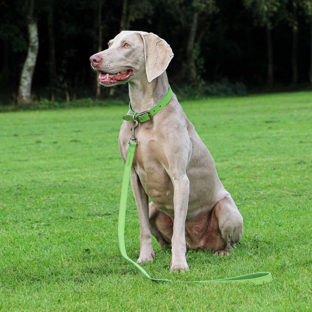 Ancol Timberwolf Leather Dog Lead