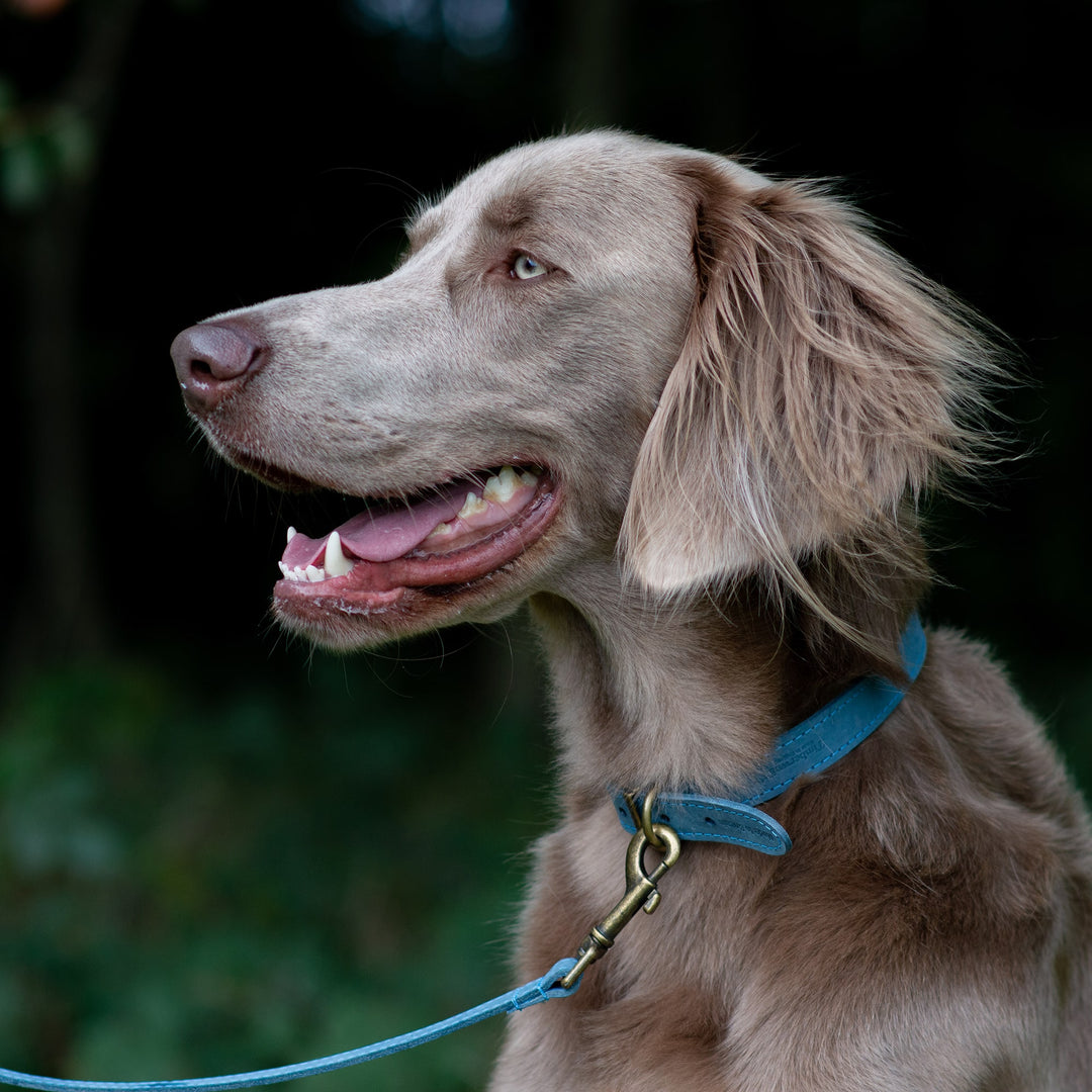 Ancol Timberwolf Leather Dog Lead