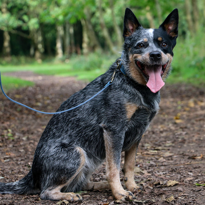 Ancol Timberwolf Leather Dog Lead
