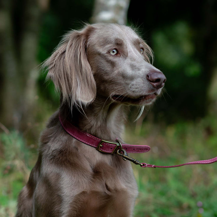 Ancol Timberwolf Leather Dog Lead