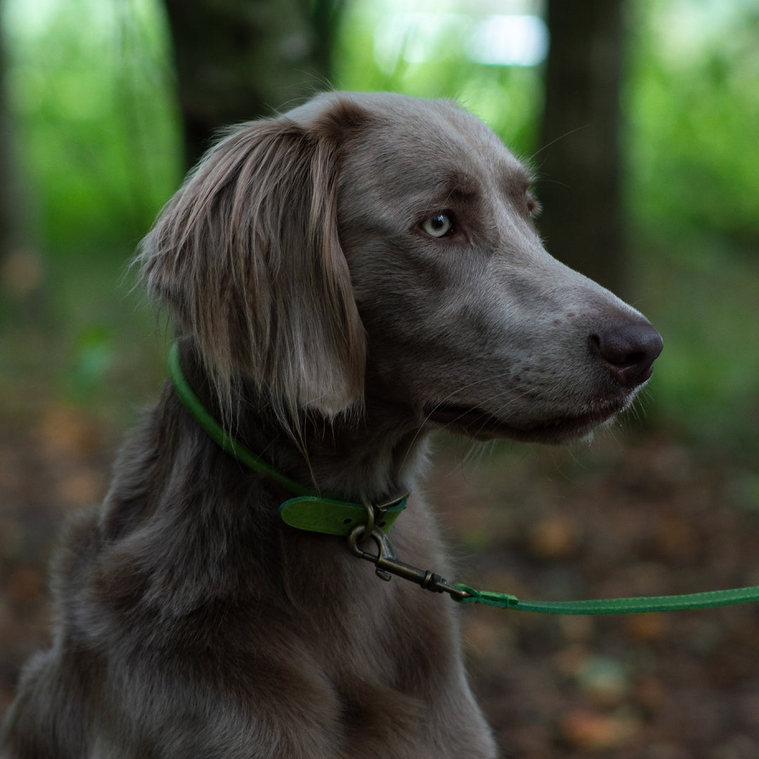 Ancol Timberwolf Round Leather Collar