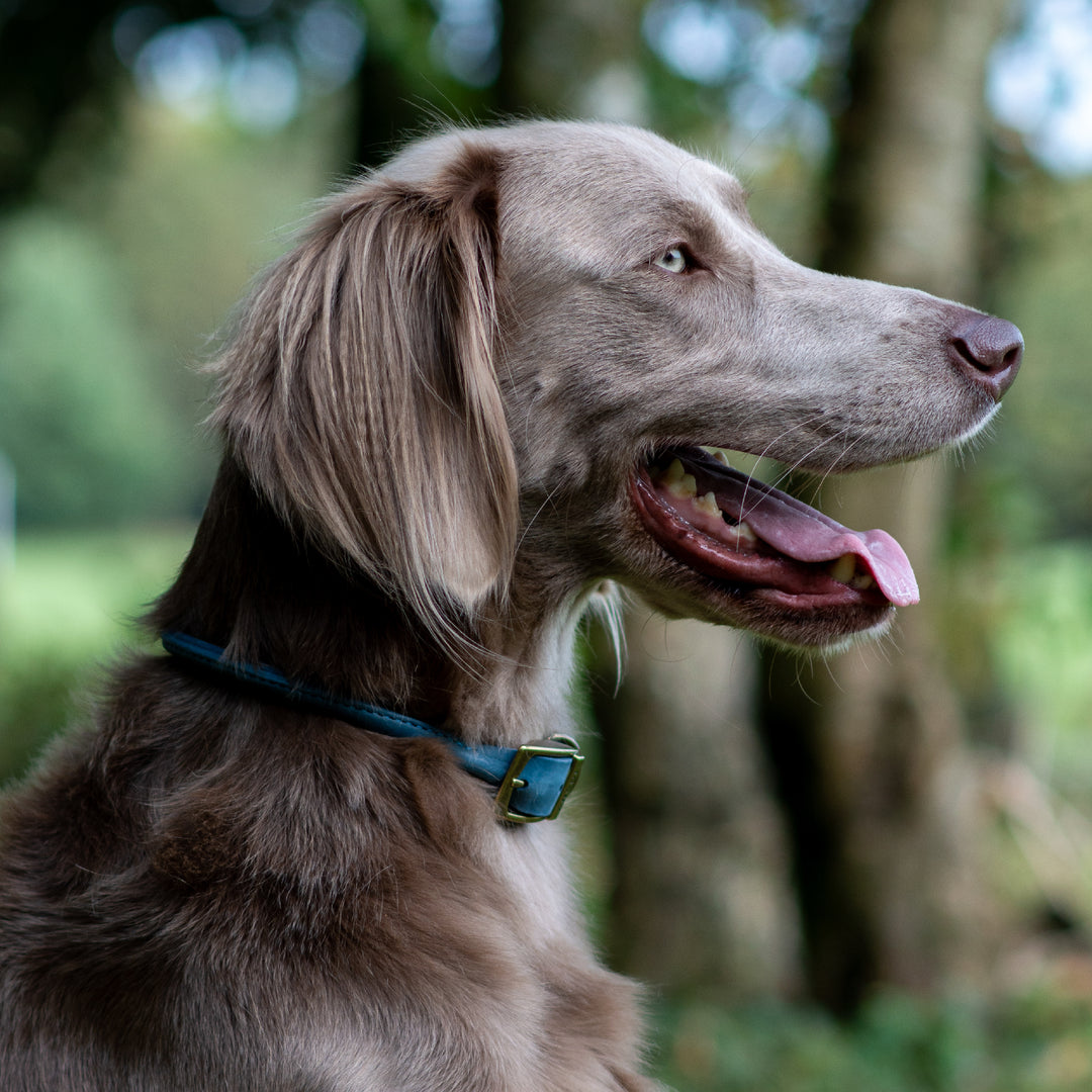 Ancol Timberwolf Round Leather Collar