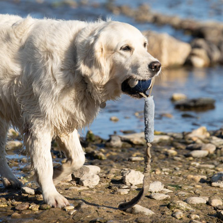 PetFace Outdoor Paws Aqua Stretchy Ball Thrower Dog Toy