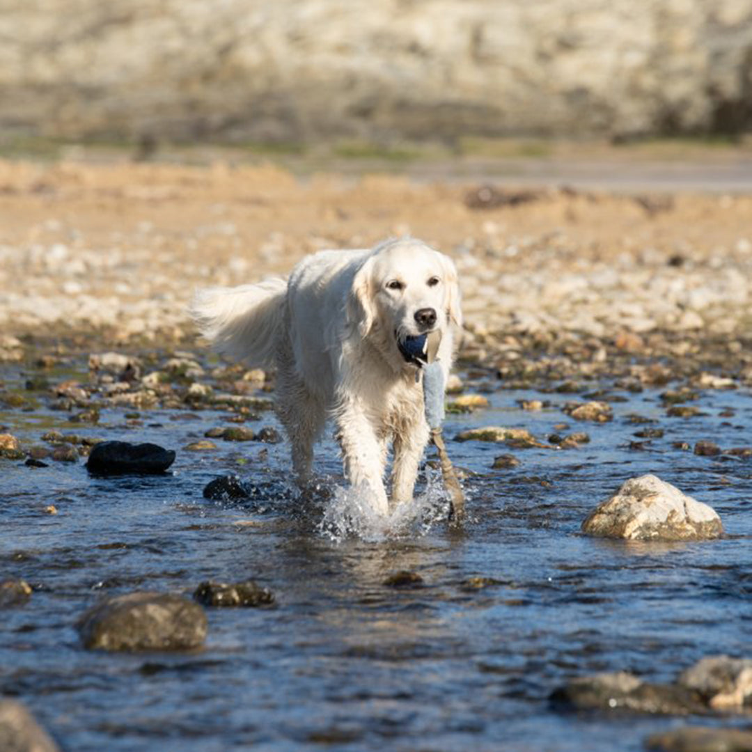 PetFace Outdoor Paws Aqua Stretchy Ball Thrower Dog Toy