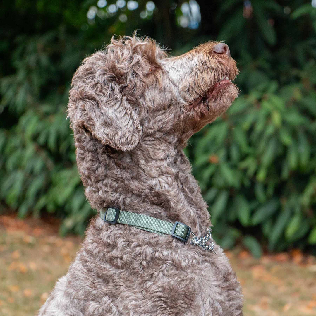 Ancol Obedia Nylon Chain Dog Collar