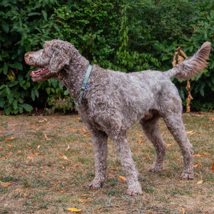 Ancol Obedia Nylon Chain Dog Collar