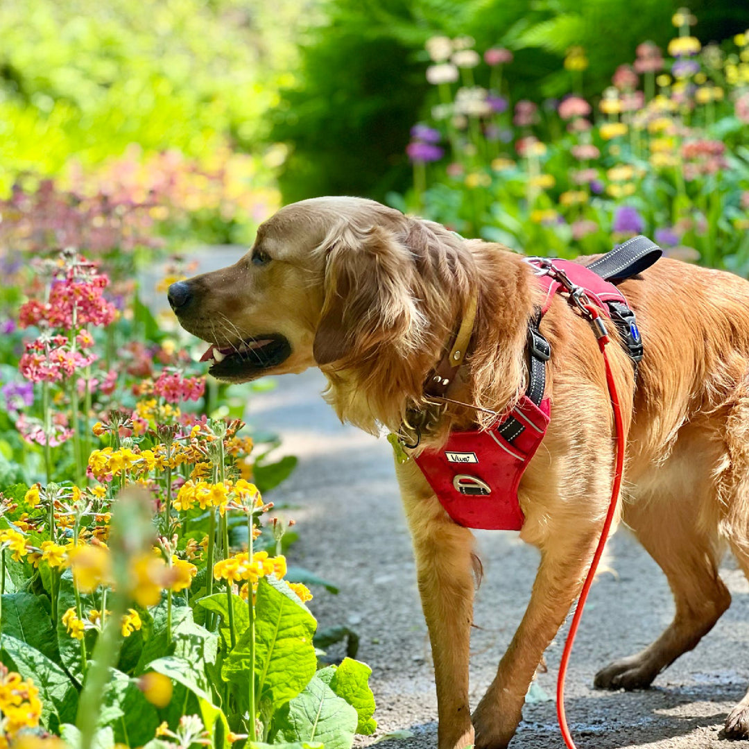 Ancol Viva Travel Harness