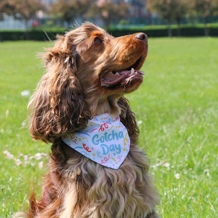 Ancol Dog Gotcha Bandana