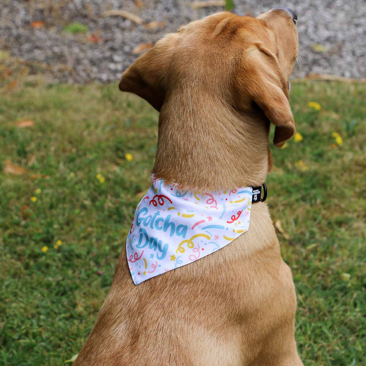 Ancol Dog Gotcha Bandana