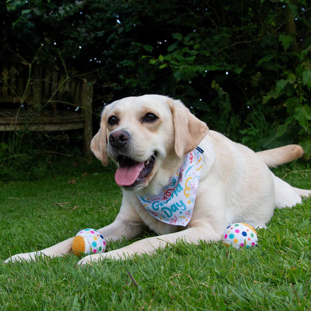 Ancol Dog Gotcha Bandana