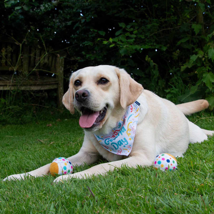 Ancol Dog Gotcha Bandana