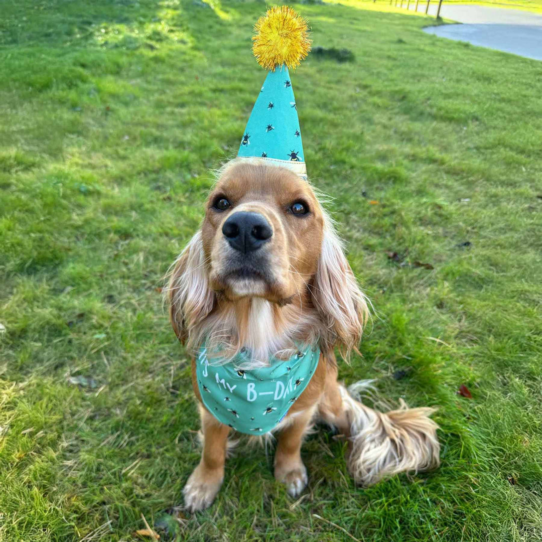 Ancol Dog B-Day Hat & Bandana Set