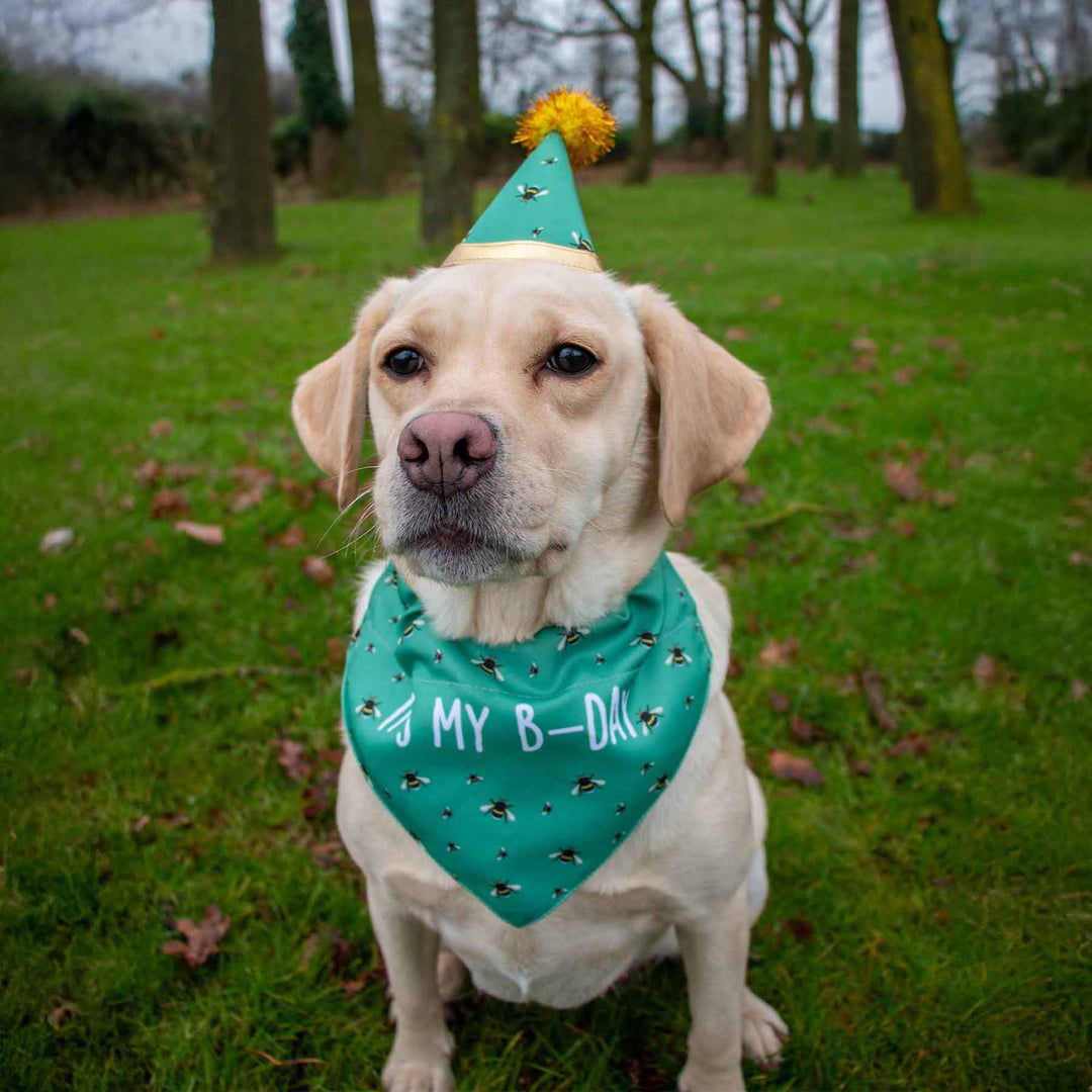 Ancol Dog B-Day Hat & Bandana Set