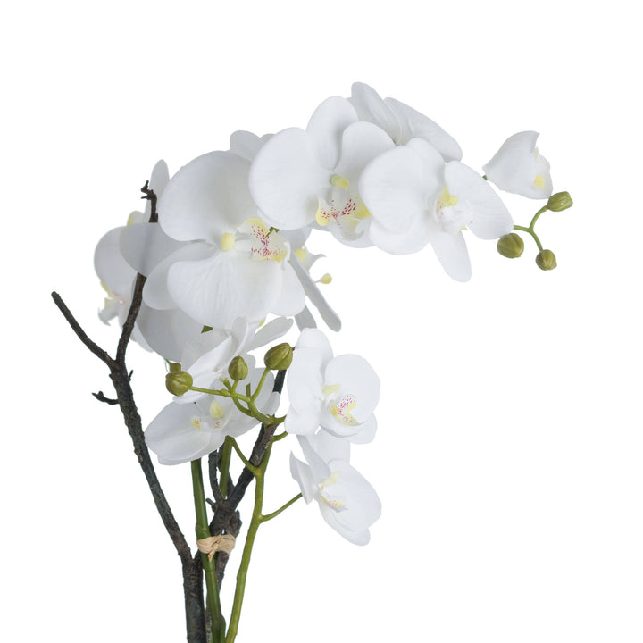 Millbry Hill White Orchid In Stone Pot