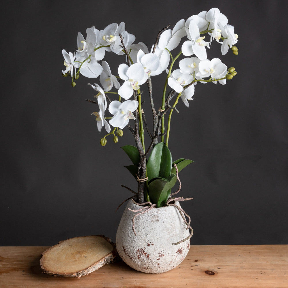 Millbry Hill White Orchid In Stone Pot