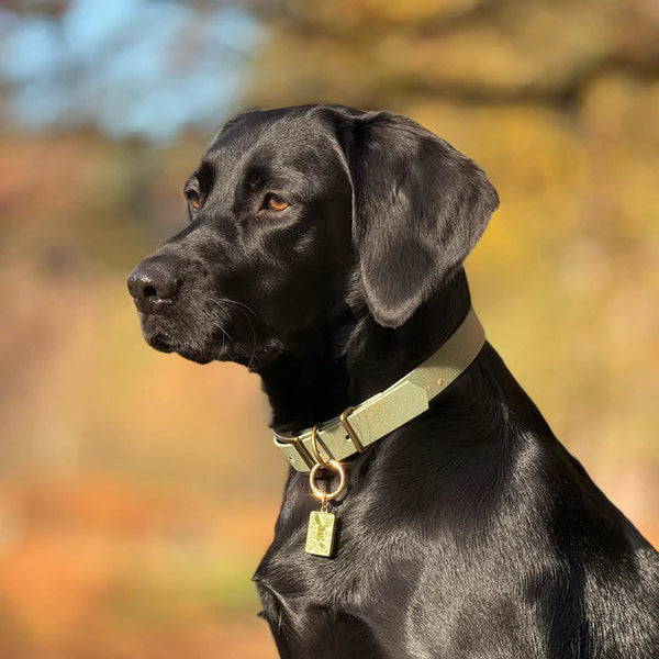 Woof & Snout Speckled Star Dog Collar
