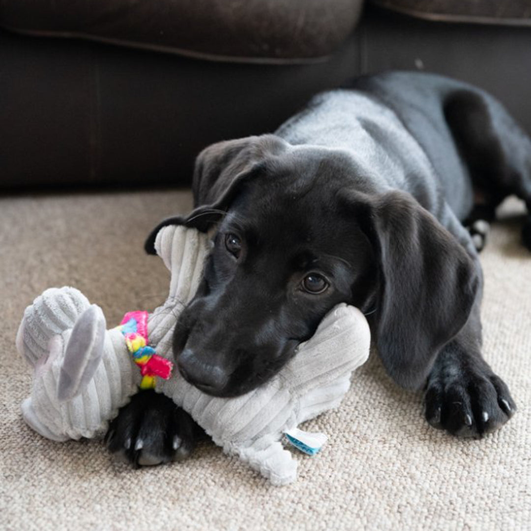 PetFace Little Petface Fun Freddi Cord Plush Dog Toy