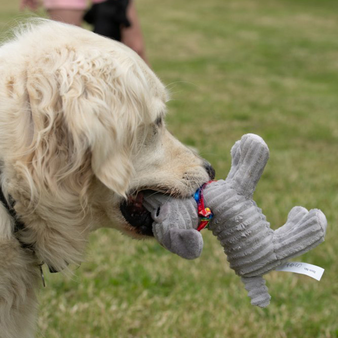 PetFace Little Petface Fun Freddi Cord Plush Dog Toy