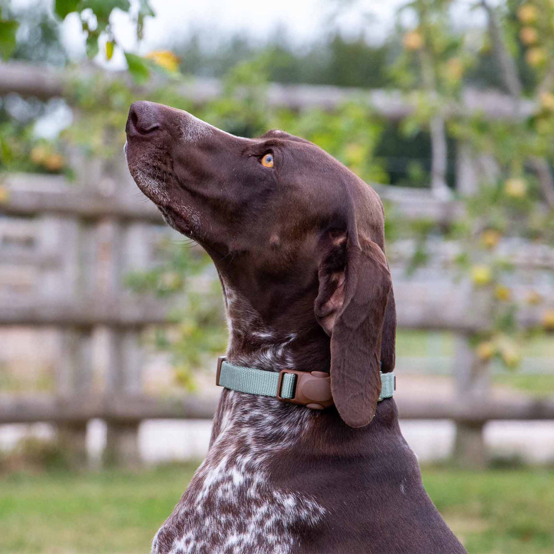 Ancol Heritage Magnetic Lock Dog Collar