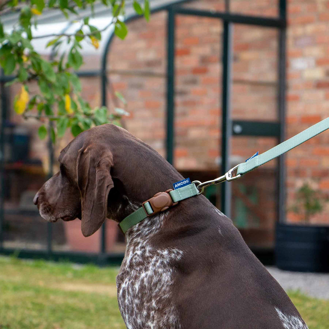 Ancol Heritage Dog Lead