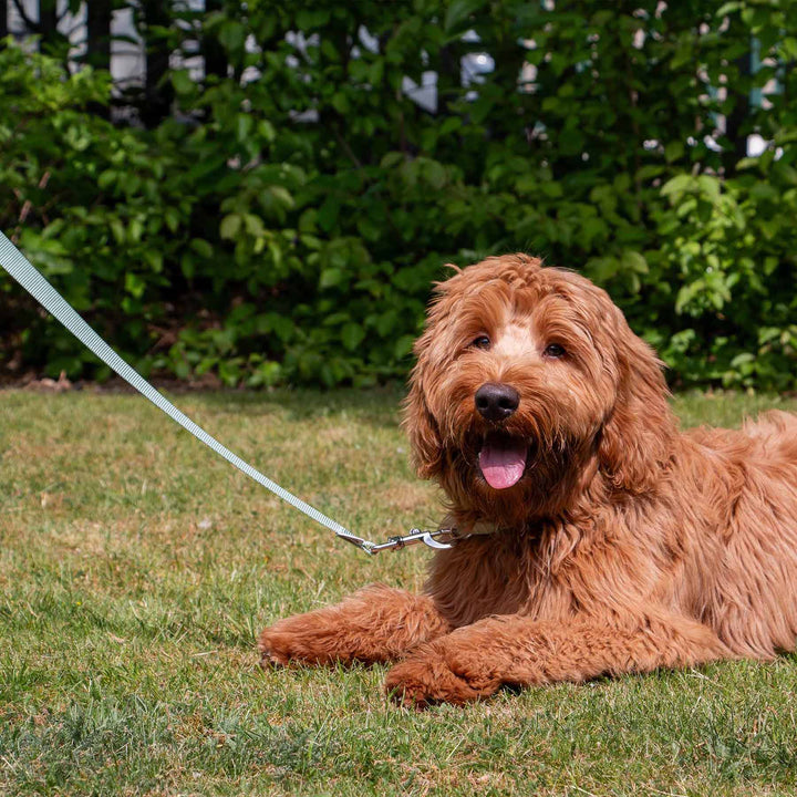 Ancol Heritage Dog Lead