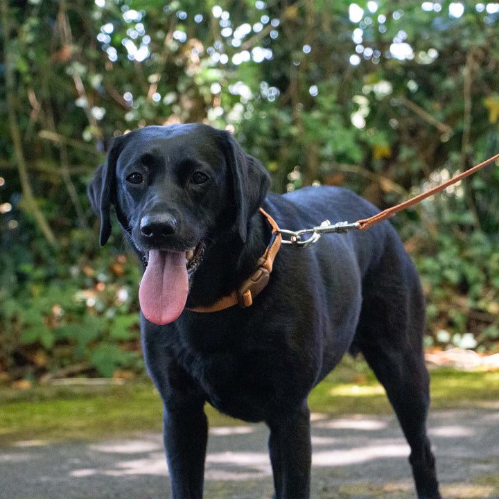 Ancol Heritage Dog Lead