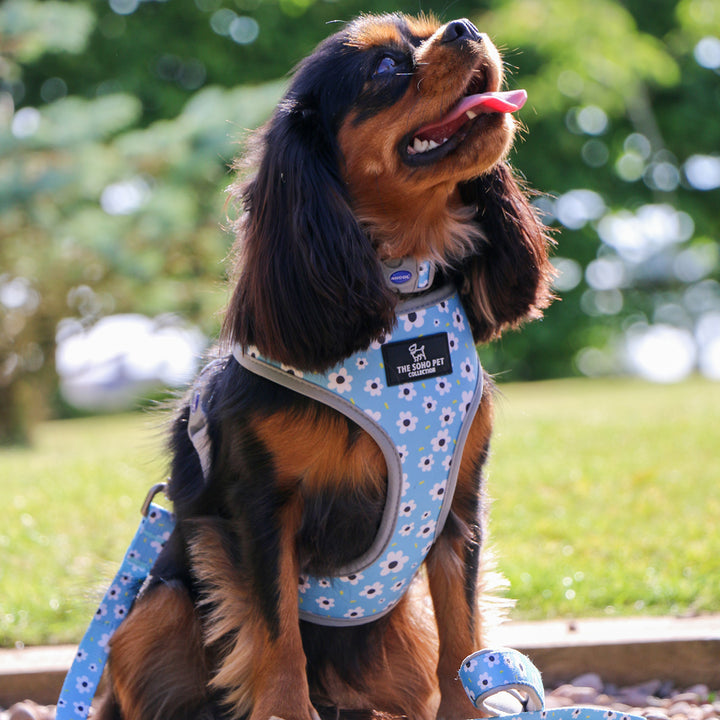 Ancol Daisy & Polka Dot Reversible Harness