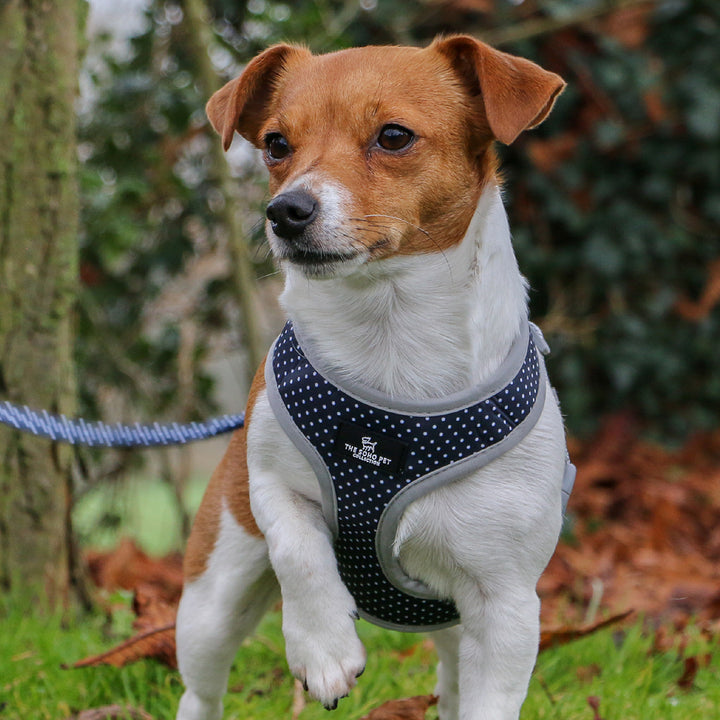 Ancol Daisy & Polka Dot Reversible Harness