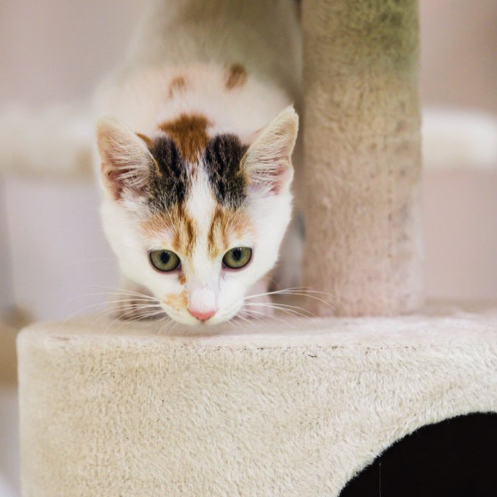 PetFace Corner Cat Scratcher